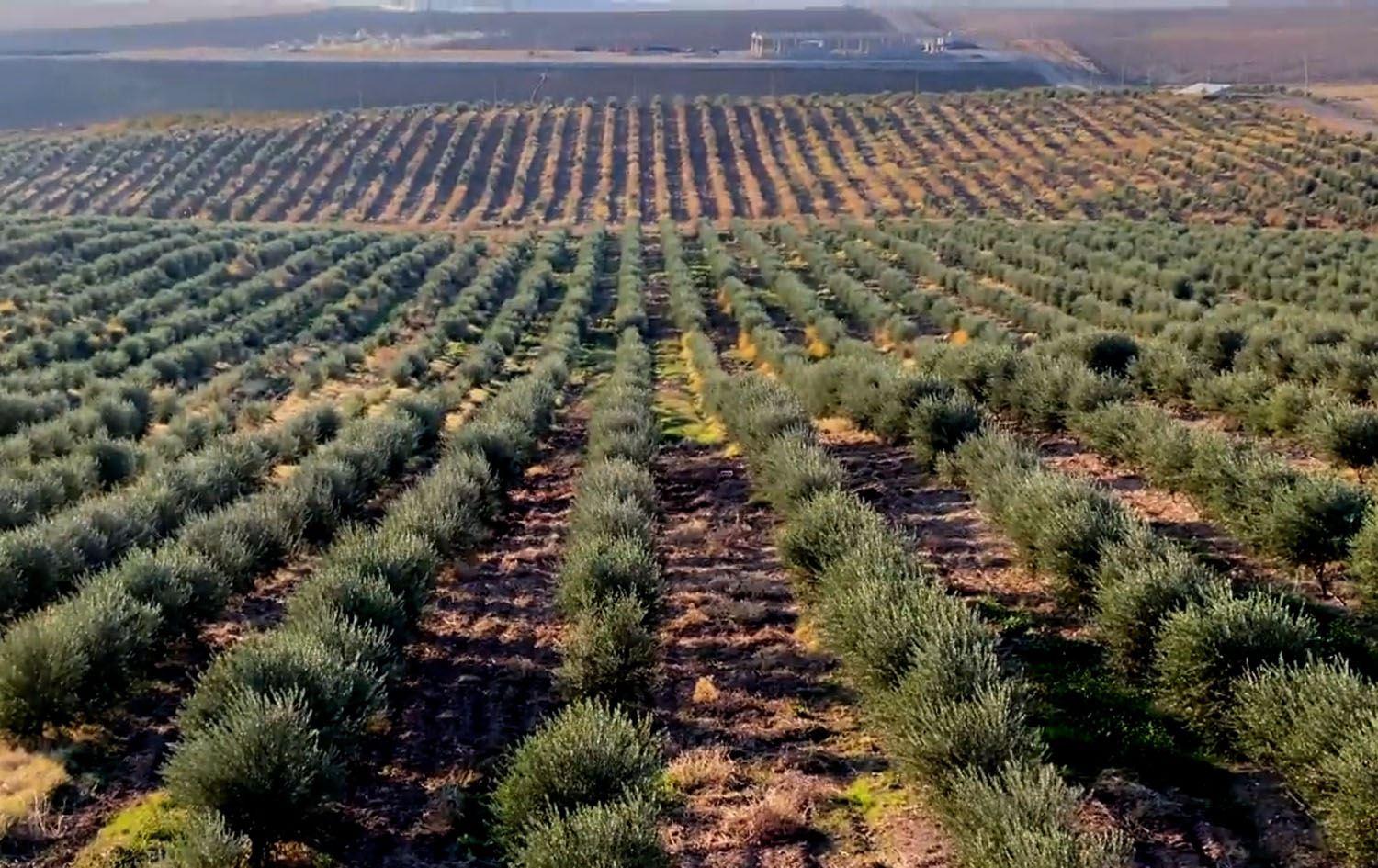 Olive plantation in Akre, Duhok province